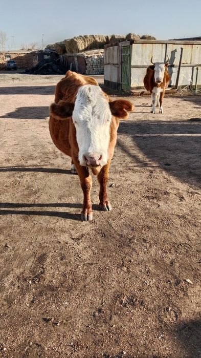 Продам 2 коровы.