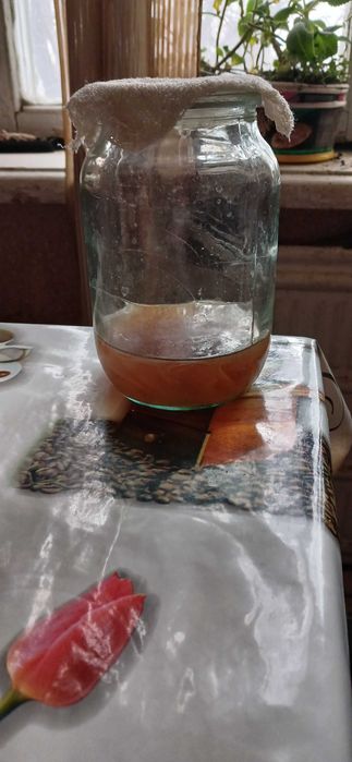 Чайный гриб лечебный