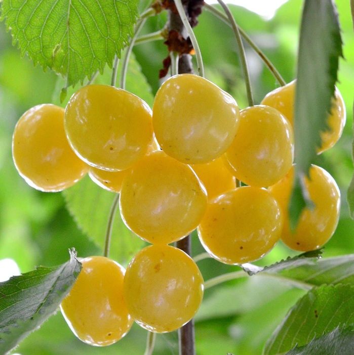 Cires Galben Donissen