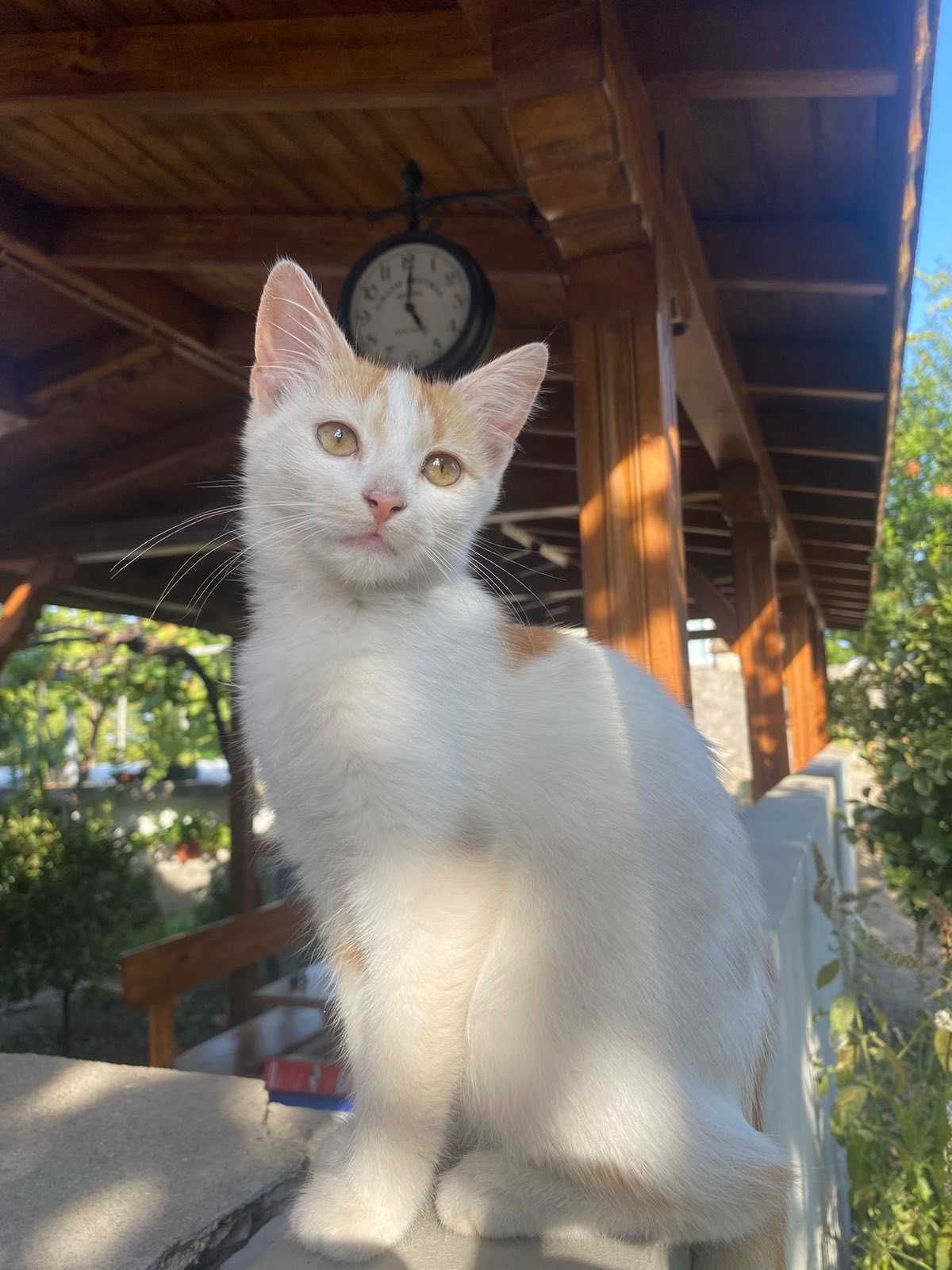 Подарявам малки котенца