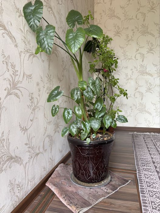 Комнатные растение все в хорошим  состояние