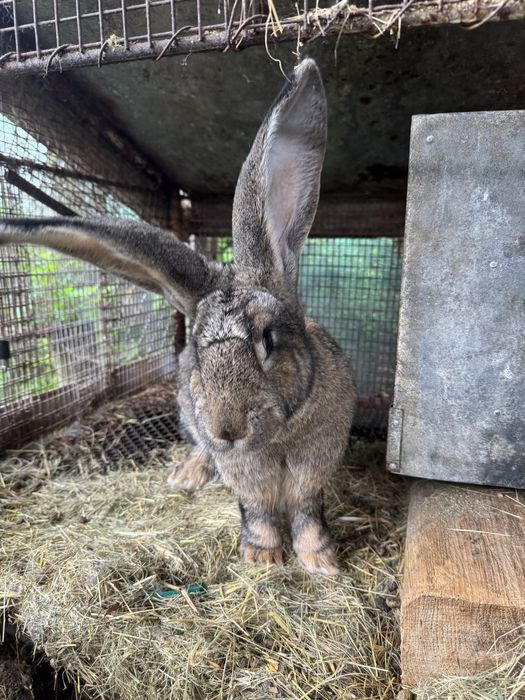 Vând femelă de Uriaș german gri