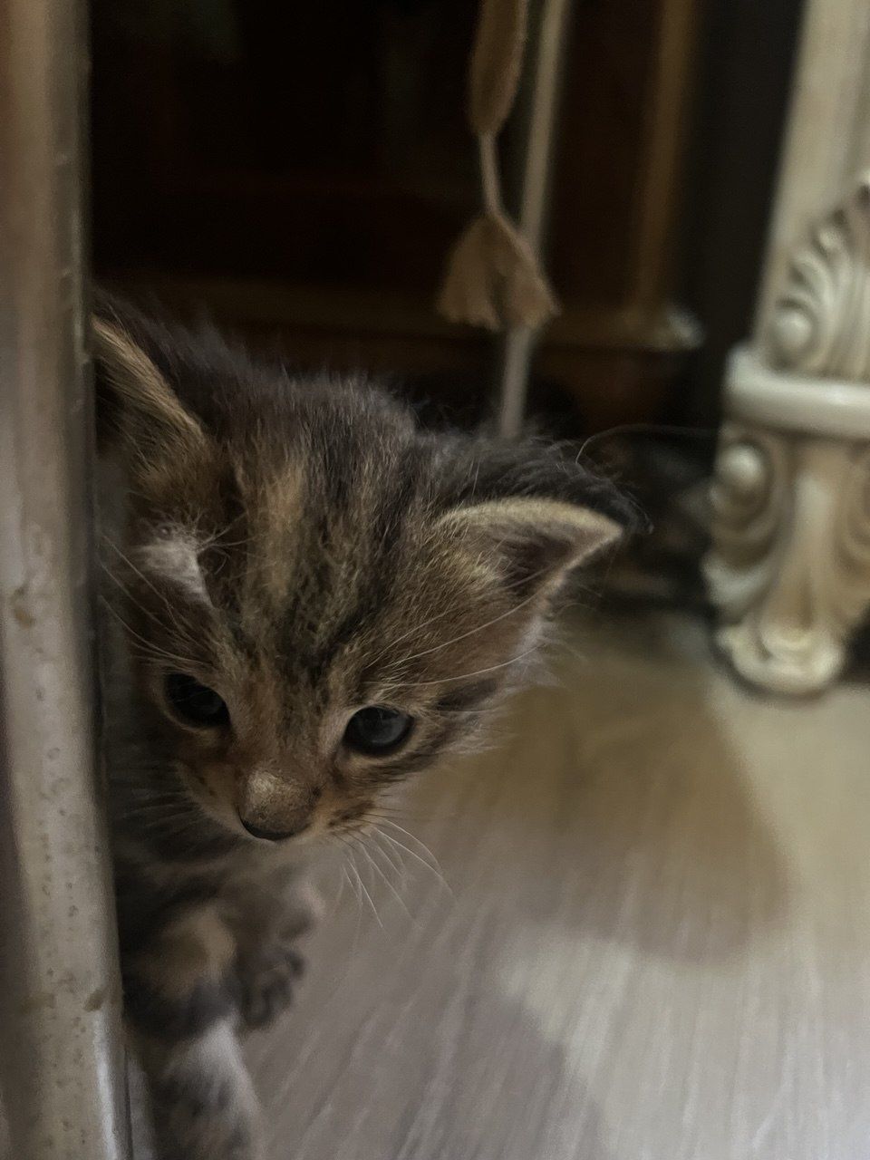 Отдам даром котенка