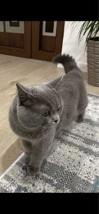 Motan British Shorthair