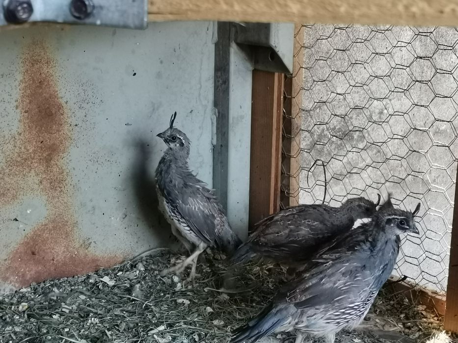 Californiene cu moț