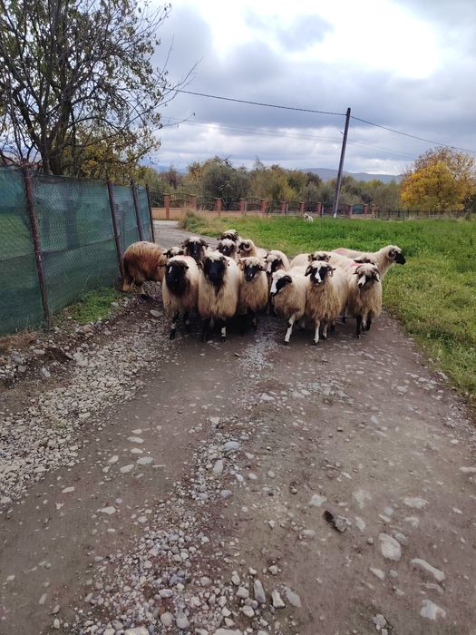 Disponibile 16 bucăți.