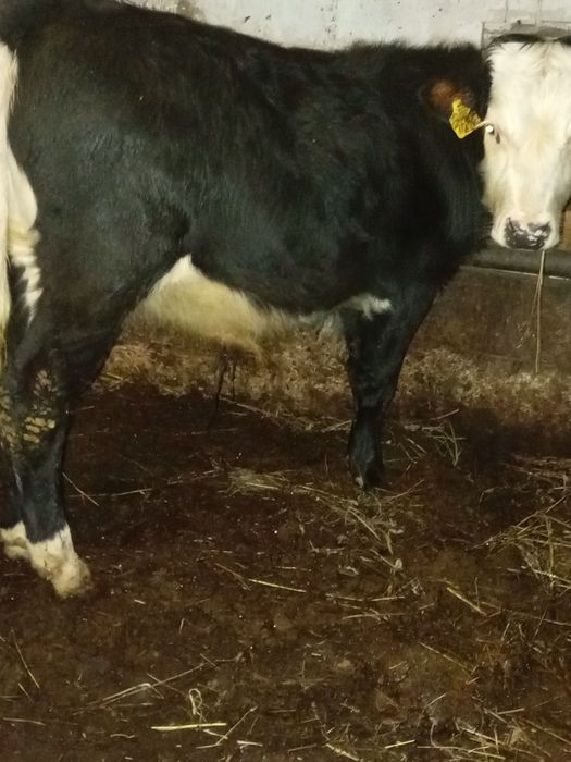 Vând tăuraș de 5 luni înțărcat