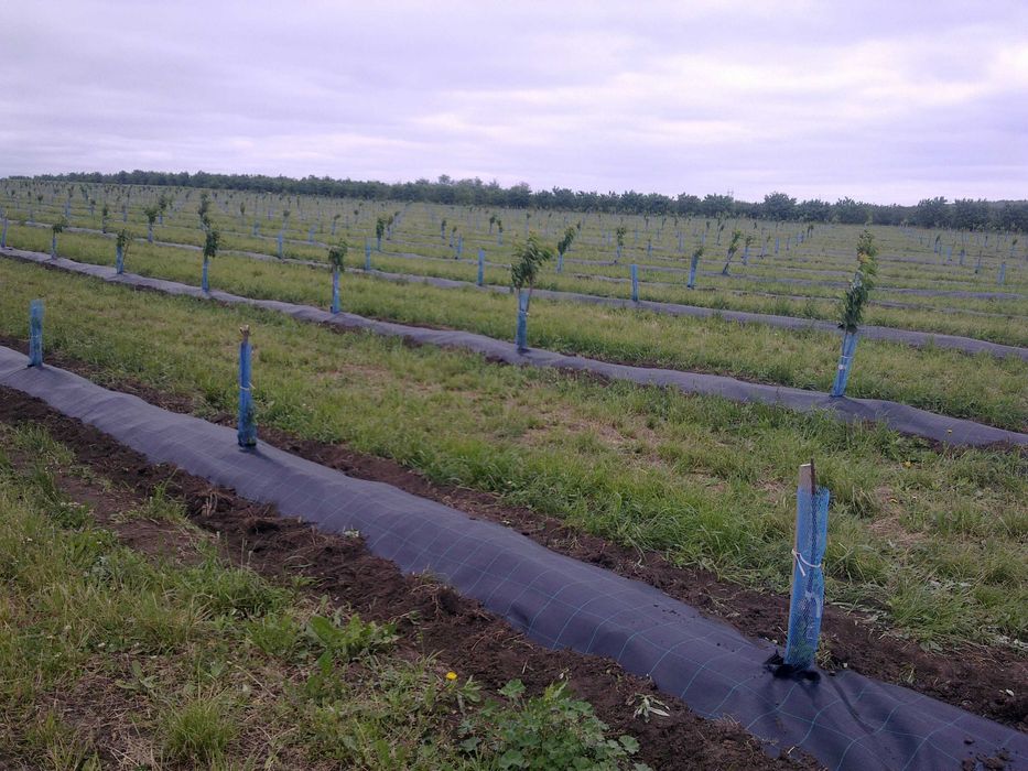 Plasa protectie Pomisori impotriva rozatoarelor | Protectie tulpina