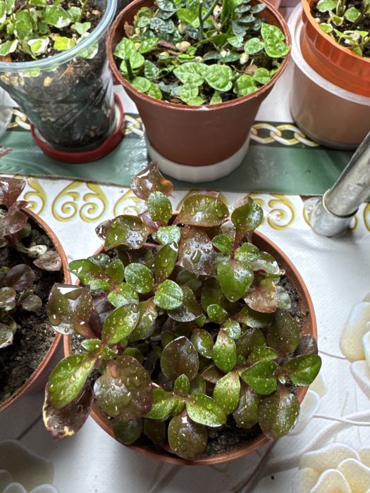 Продам аквариумные цветы!