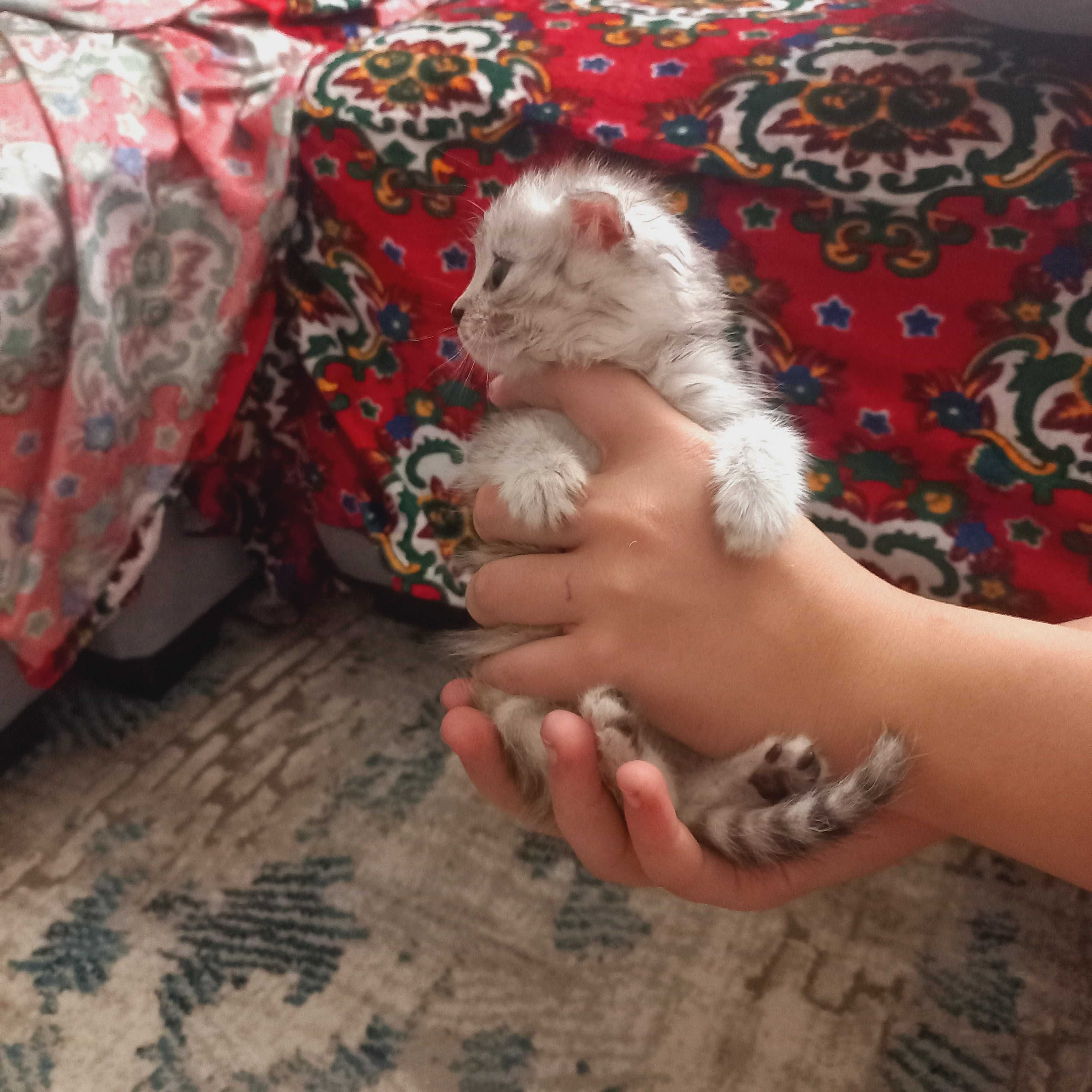 Продаются котята фолд с очень красивым окрасом