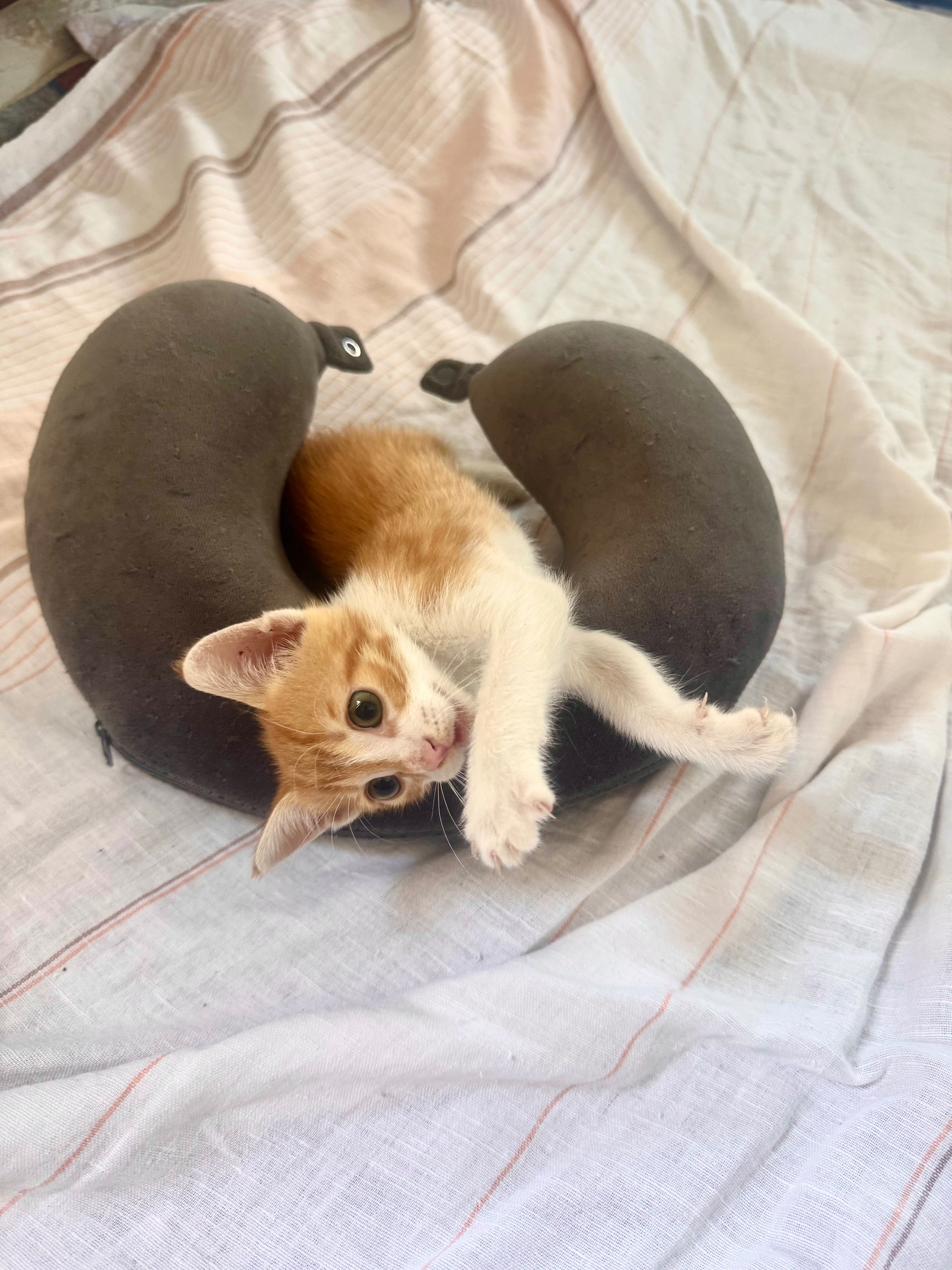 Подарявам коте / котенце