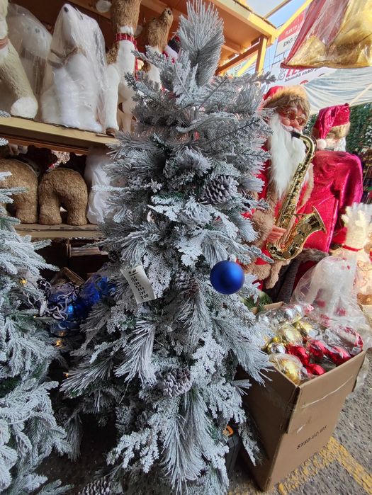 Qorli archa arzon narxlarda