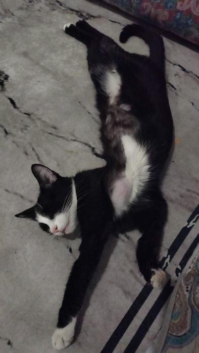 Кошка 1,5 годика беременная