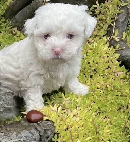Catelusa Bichon Maltese