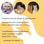 отдаются котята в хорошие руки