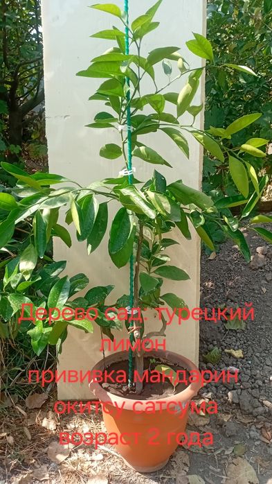 Продам цитрусовые растения комнатные с плодами и без возраст 2-3 года