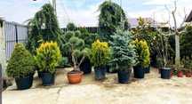 Plante ornamentale la prețuri de producător :
- tuia smaragd
- tuia co