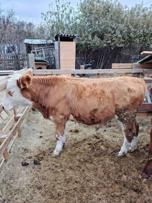 Продам телят 7 месячных