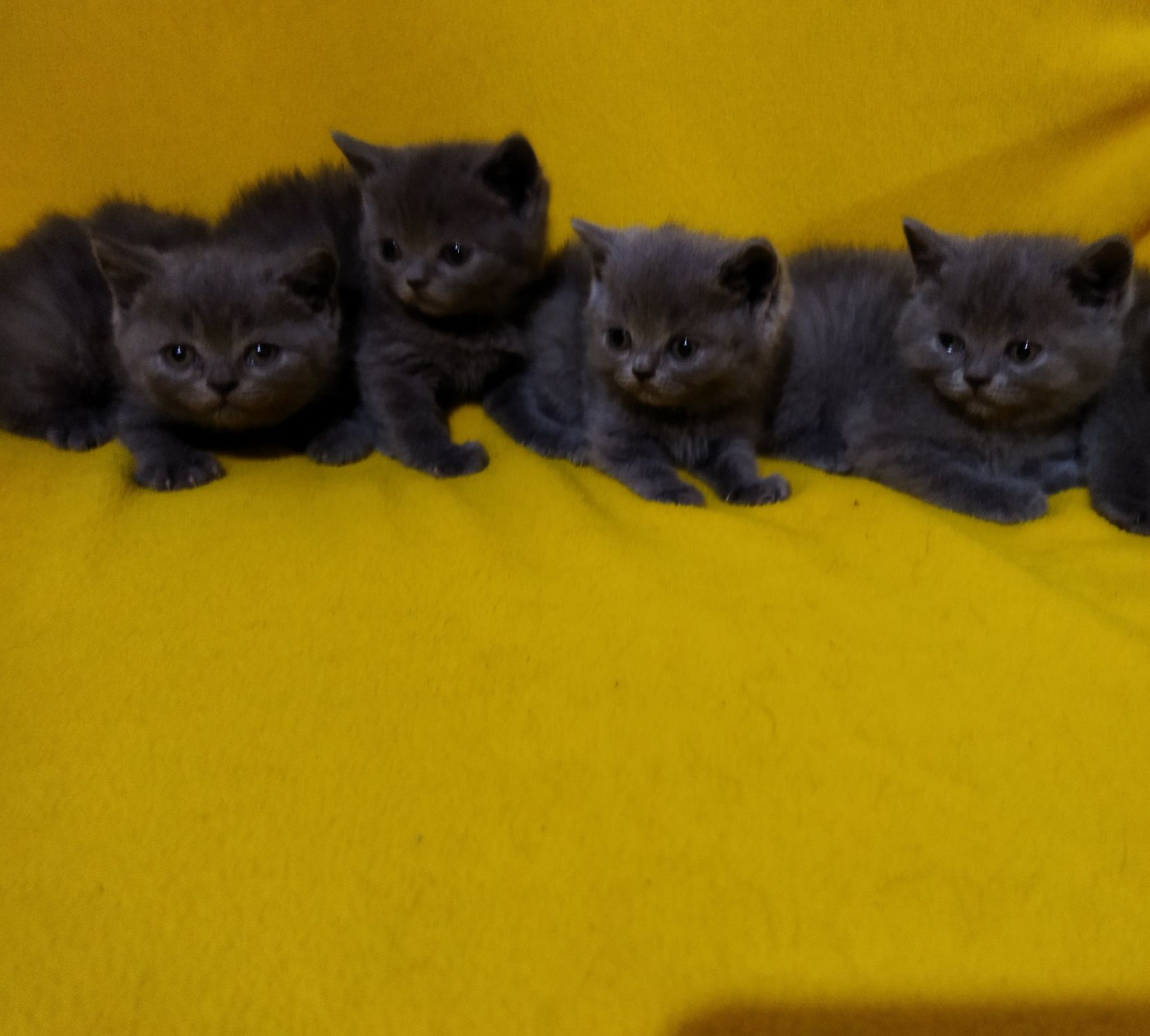 Британски котета !