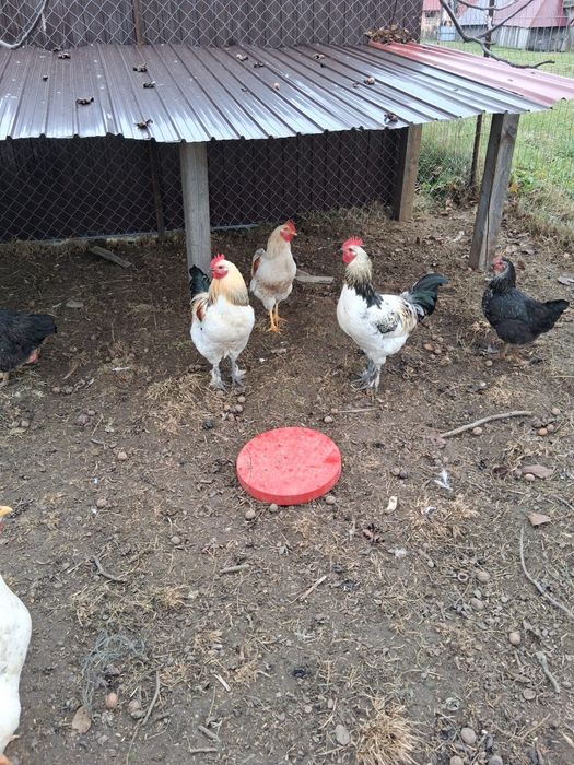 Cocoși  tineri de casă