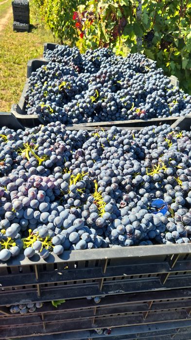 Vând struguri  de vin amestec