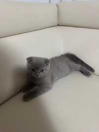 Pui scottish fold