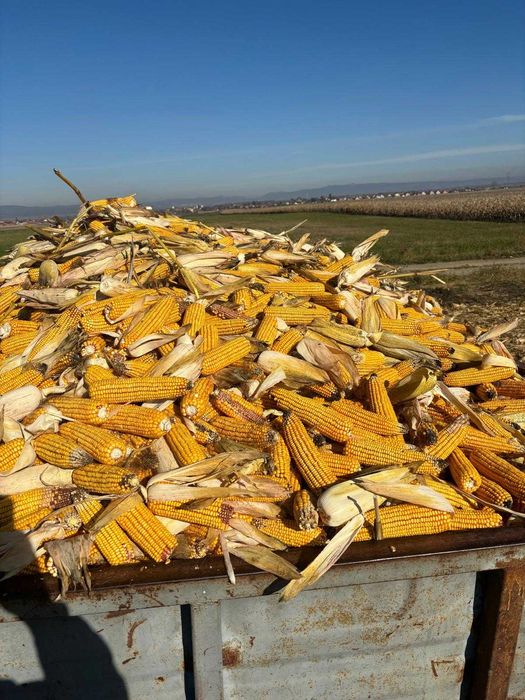 Vând porumb știuleți - productie 2025
