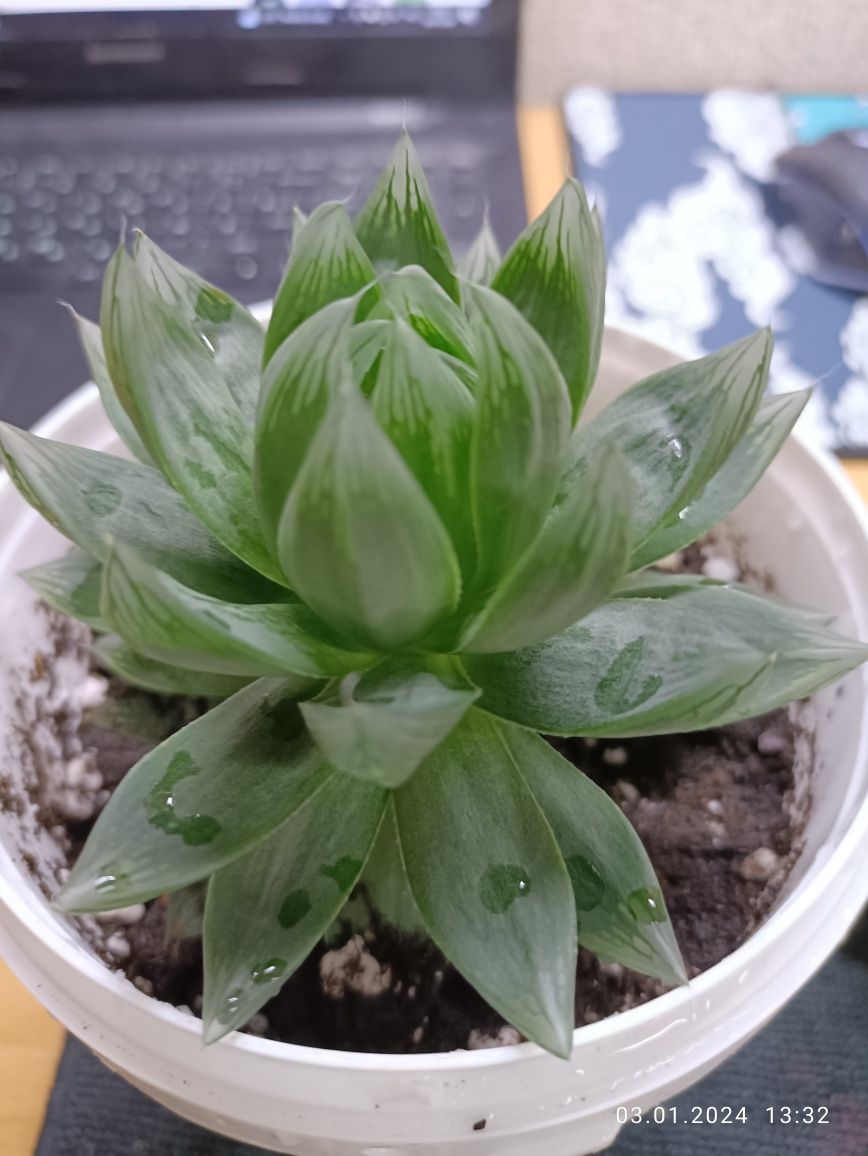 Хавортия ладьевидная (Haworthia cymbiformis)