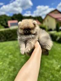 Pomeranian bear type