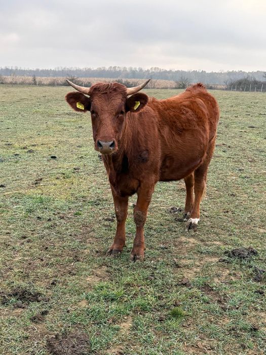 Vitele gestante de vanzare