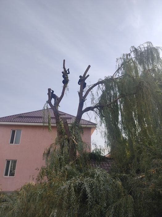 Спил деревьев обрезка дерево