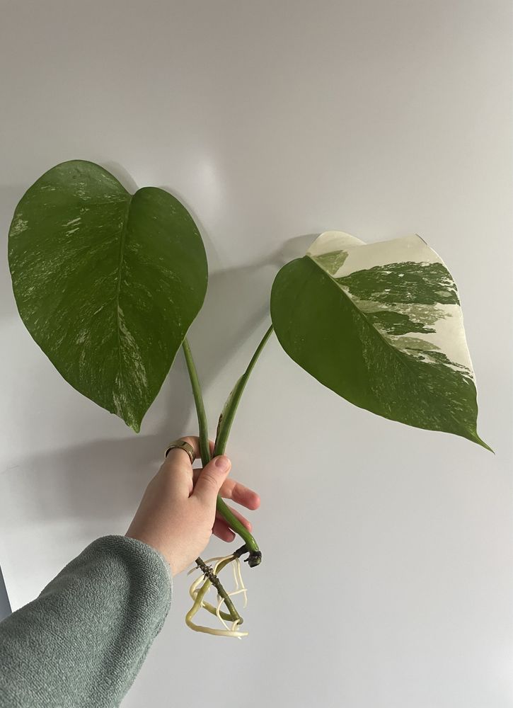 Филодендрон (Monstera Albo Variegata)