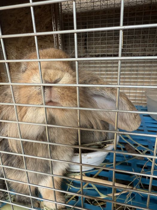 Кролик карлик домашний