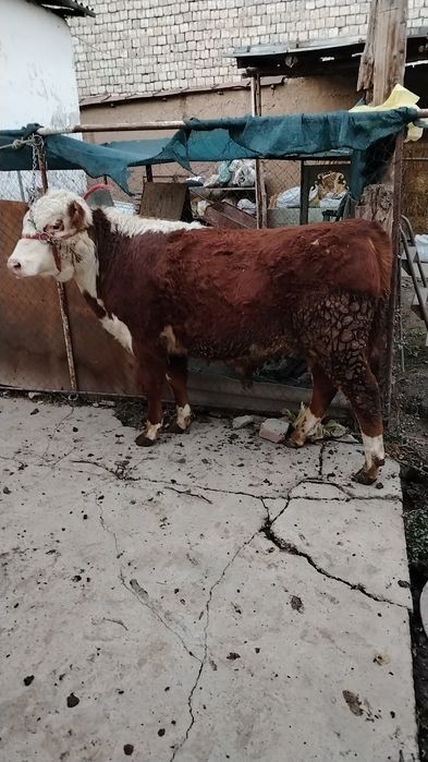 Grenfo'rd buqa sotiladi