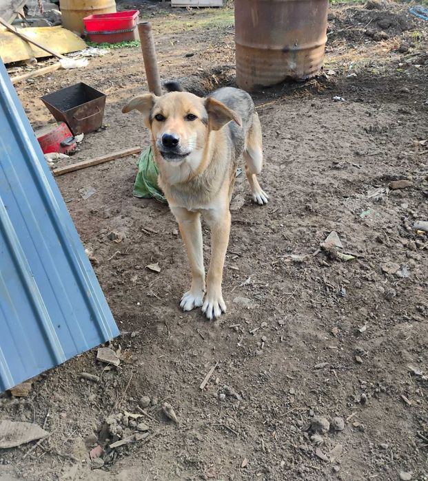 Ofer catel baiat spre adoptie