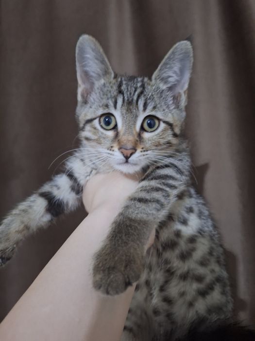 Даром котенок 2 месяца