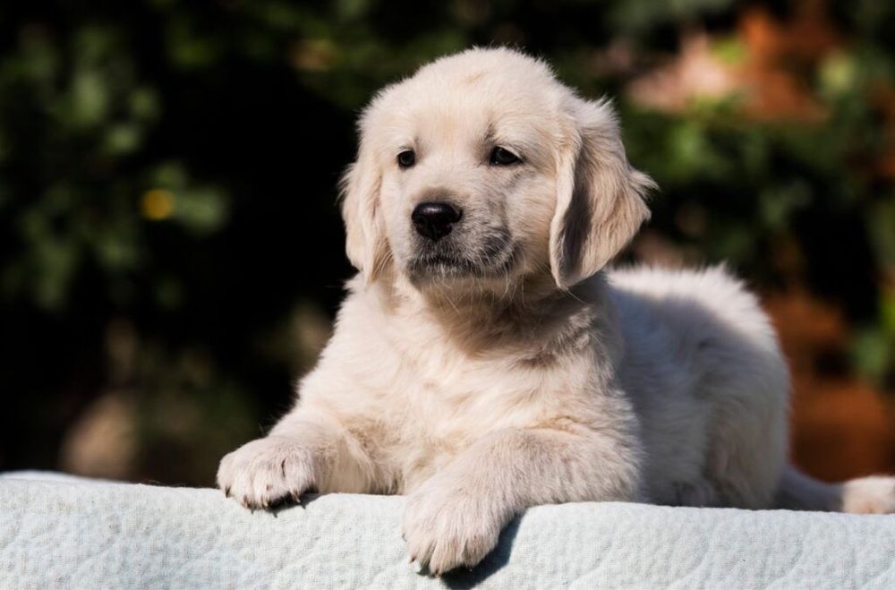 Golden Retriever