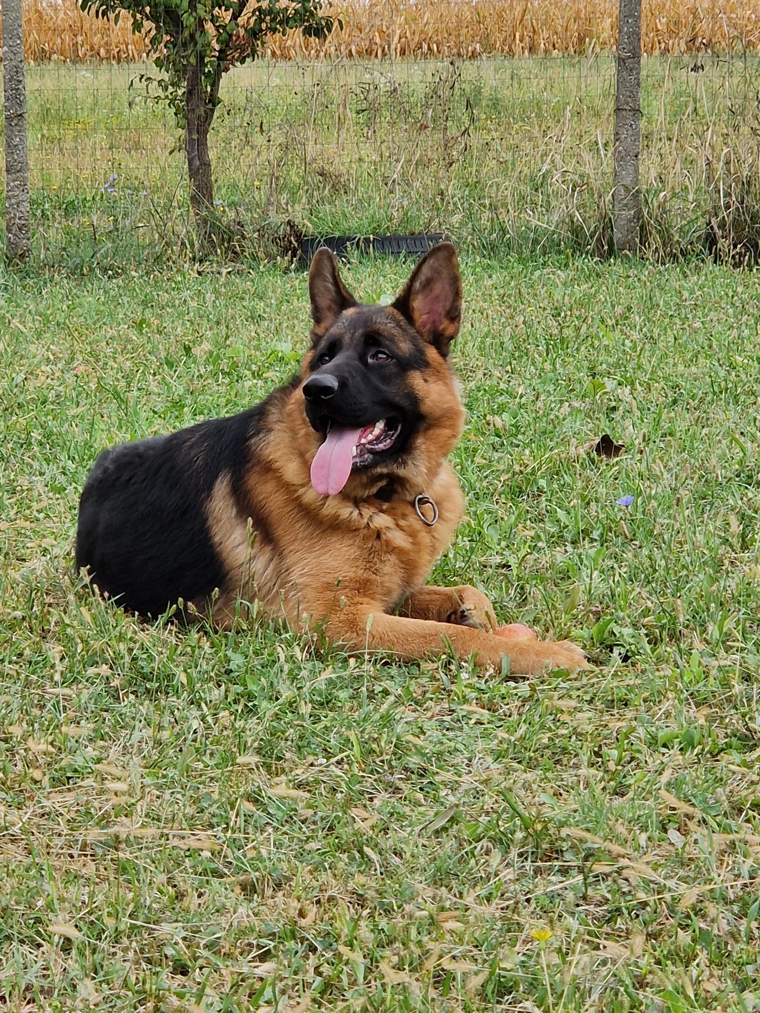 Ciobanesc German