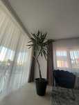 Planta yucca de apartament