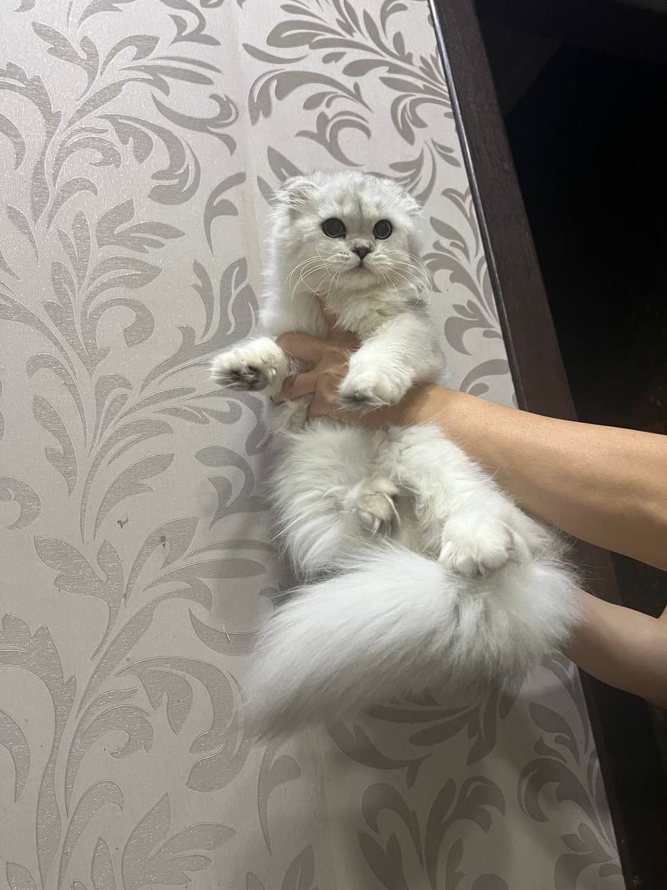 Шиншила серебристая хейленд фолд кошка