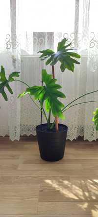 Plantă Philedendron