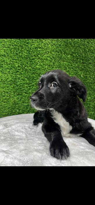 Отдам щенка в добрые руки