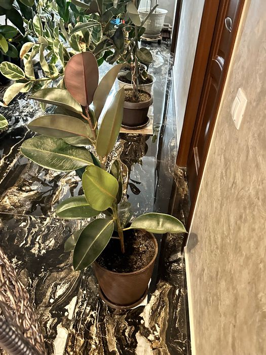 Ficusi de vânzare – diferite dimensiuni (200–600 lei)