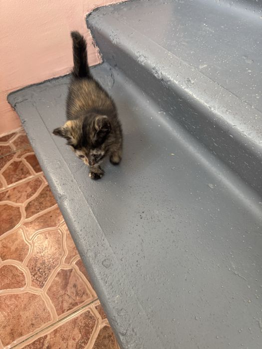 Бесплатно в добрые руки котенок остался 1