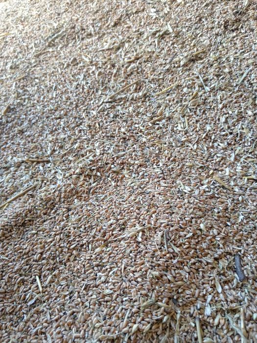 Зерно отходы пшеница