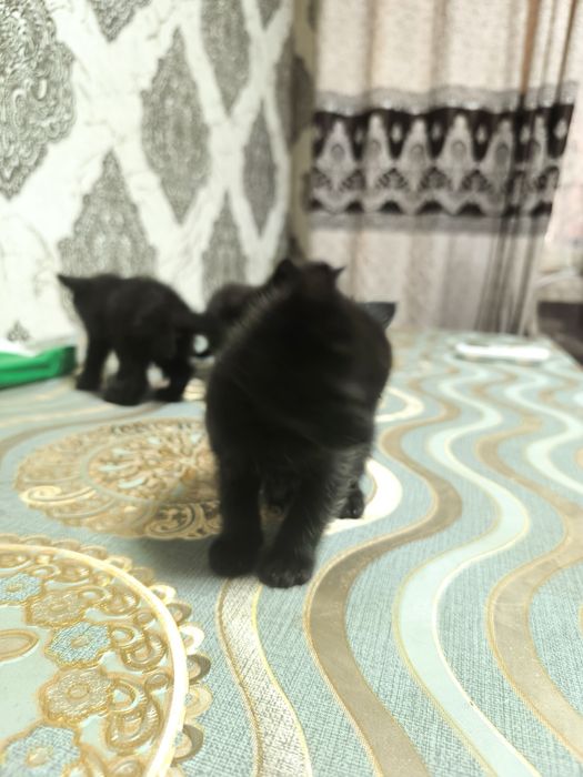 Мушукчаларимиз сотилади