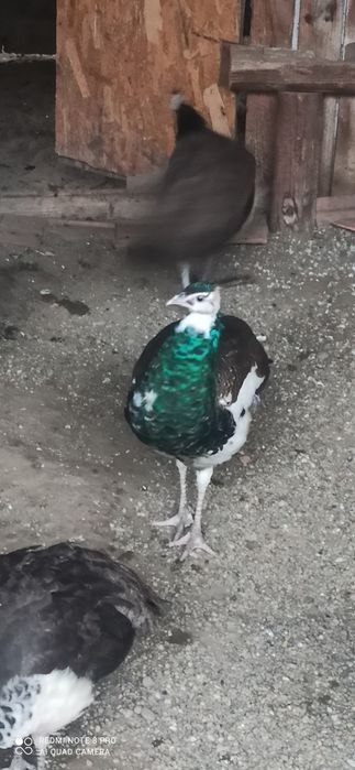 Păuni tineret umăr negru și arlechin 2025