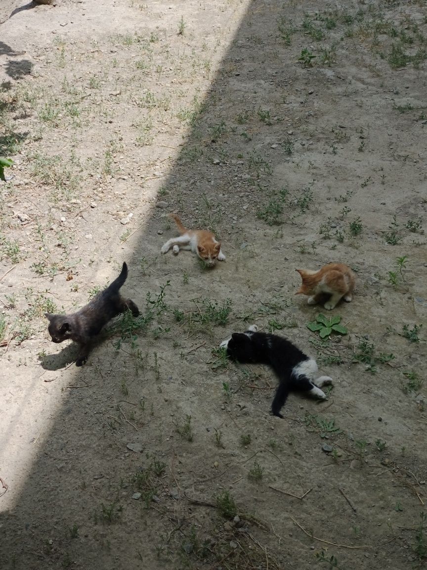 Котята,им 1,5 месяца,девочки и мальчики
