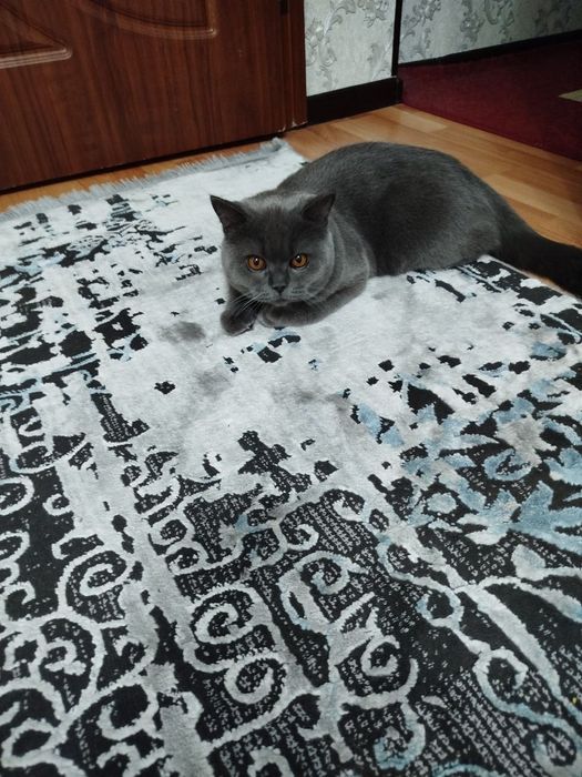 Приглашаем на вязку прекрасных кошек