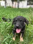 Căței spre adopție